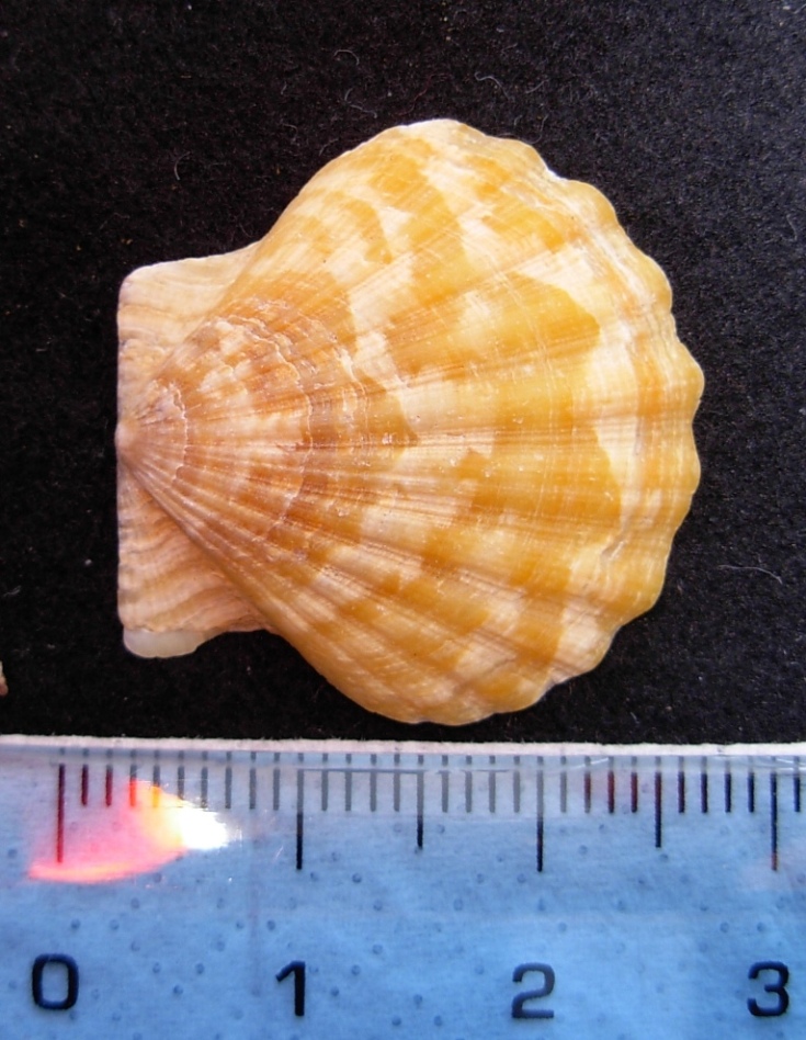 pecten vari